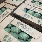 【県外産 入荷情報】キャベツ(千葉県産・茨城県産)の入荷が始まりました